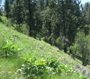 Palouse Prairie wildflowers