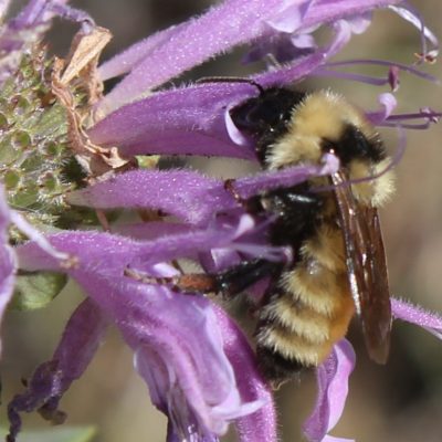 Golden bumble bee (Bombus fervidus) nectaring on bee balm (deep drink!)