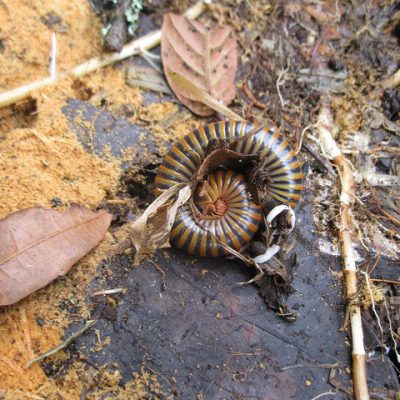 Forest millipede