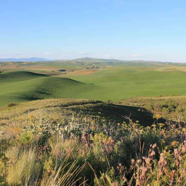 Bejeweled-floral diversity at Kramer Prairie in eastern Washington with spring wheat fields in the background