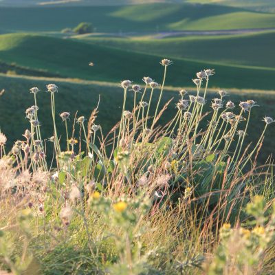 Balsam arrowroot in soft sunlight, Kramer Prairie, eastern Washington