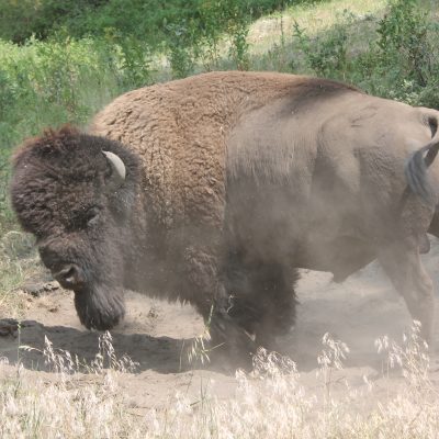 Bull bison