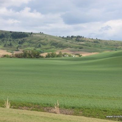 Wheat field in early summer with Paradise Ridge in background; the ridge holds a number of remnant patches of Palouse Prairie and provides important habitat for pollinators, other native insects and invertebrates, the Palouse Giant Earthworm, and large animals including moose, elk and deer.