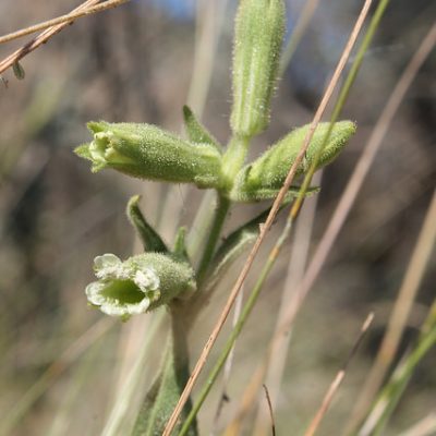 Catchfly Blossom