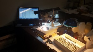 One of Tim's work stations, showing pinned and identified bumble bees in foreground and input spreadsheet in background