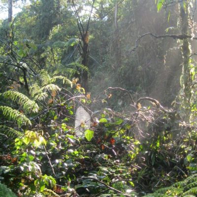 The beautiful forest in Cerro El Amay