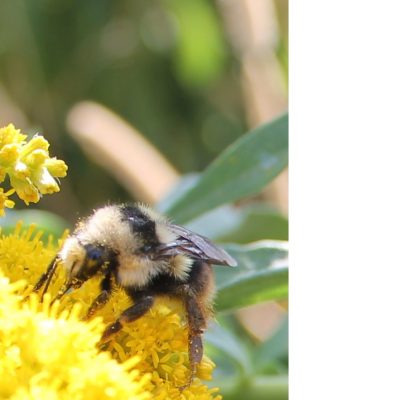 The bifarius bumble bee (Bombus bifarius) nectaring on golden flowers on Moscow Mnt of northern Idaho 