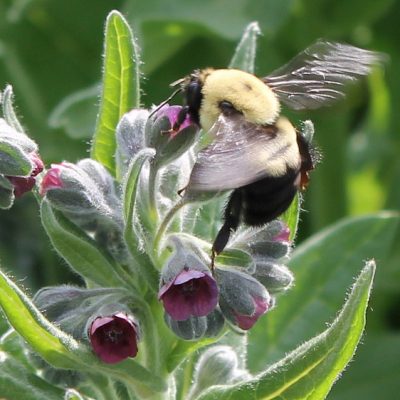 The Nevada bumble bee (Bombus nevadensis) foraging on a noxious weed in Nisqually-John Canyon oif eastern Washington