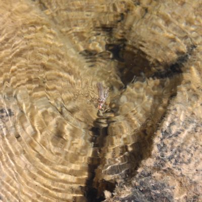 An adult stonefly flutters on the water's surface creating interesting ripple patterns 