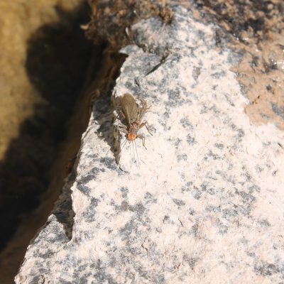 Macroinvertebrate over granite shard in S. Fork of the Flathead River