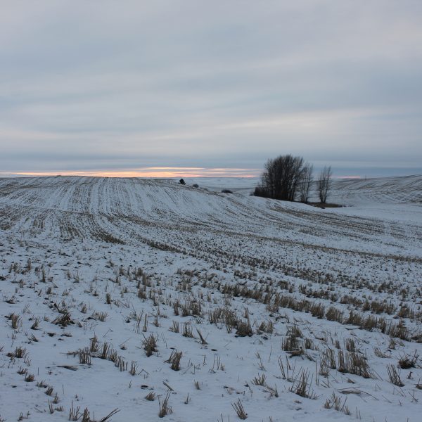 Wheat stubble under snow at sunset on the Palouse. The Palouse is one of the most important wheat production regions in the USA.