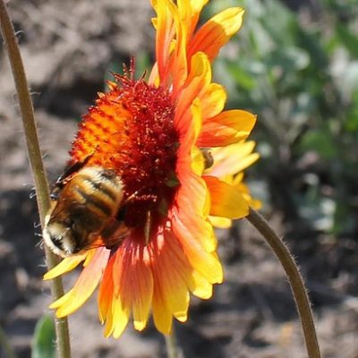 The mountain bumble bee (Bombus appositus) on blanket flower on southeast side of Paradise Ridge, northern Idaho