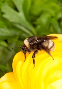 Bombus_occidentalis