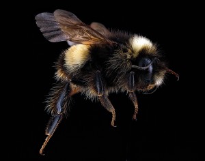 Bombus_terricola